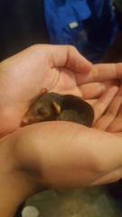 Didelphinae