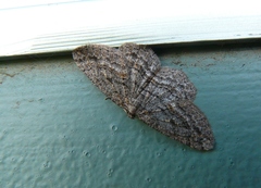 Zermizinga sinuata