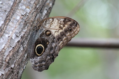 Caligo telamonius memnon