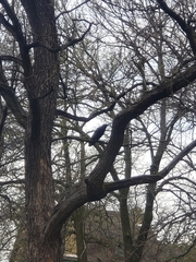 Corvus brachyrhynchos