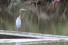 Ardea herodias