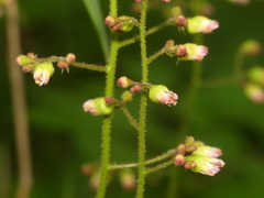 Heuchera longiflora