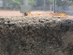 Oecophylla smaragdina