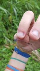 Argia frequentula