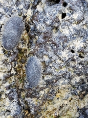 Onchidioidea
