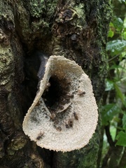 Scaptotrigona xanthotricha