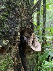 Scaptotrigona xanthotricha