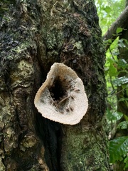 Scaptotrigona xanthotricha