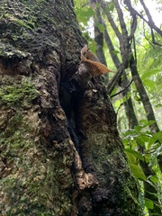 Scaptotrigona xanthotricha