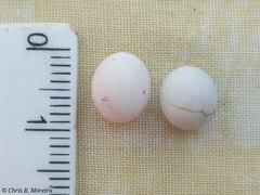 Gonatodes caudiscutatus