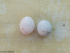 Gonatodes caudiscutatus