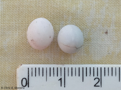 Gonatodes caudiscutatus