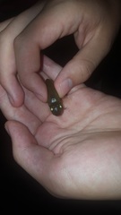 Pyrophorus noctilucus