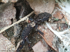 Gonatodes caudiscutatus
