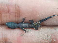 Gonatodes caudiscutatus
