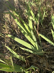 Iris domestica