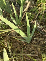 Iris domestica