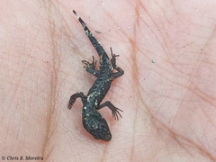 Gonatodes caudiscutatus