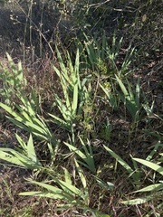 Iris domestica