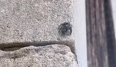 Phidippus audax