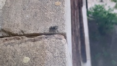 Phidippus audax