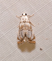 Eoparargyractis irroratalis