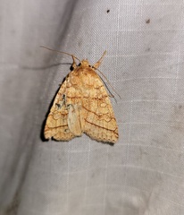 Pyreferra hesperidago