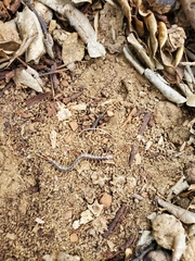 Scolopendra galapagoensis