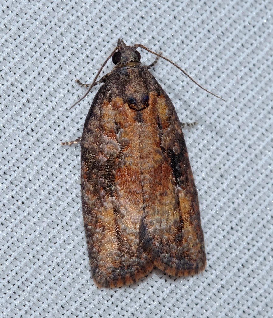 Thrincophora impletana