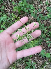 Ligusticum canadense