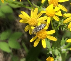 Acmaeodera ornata