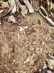 Scolopendra galapagoensis