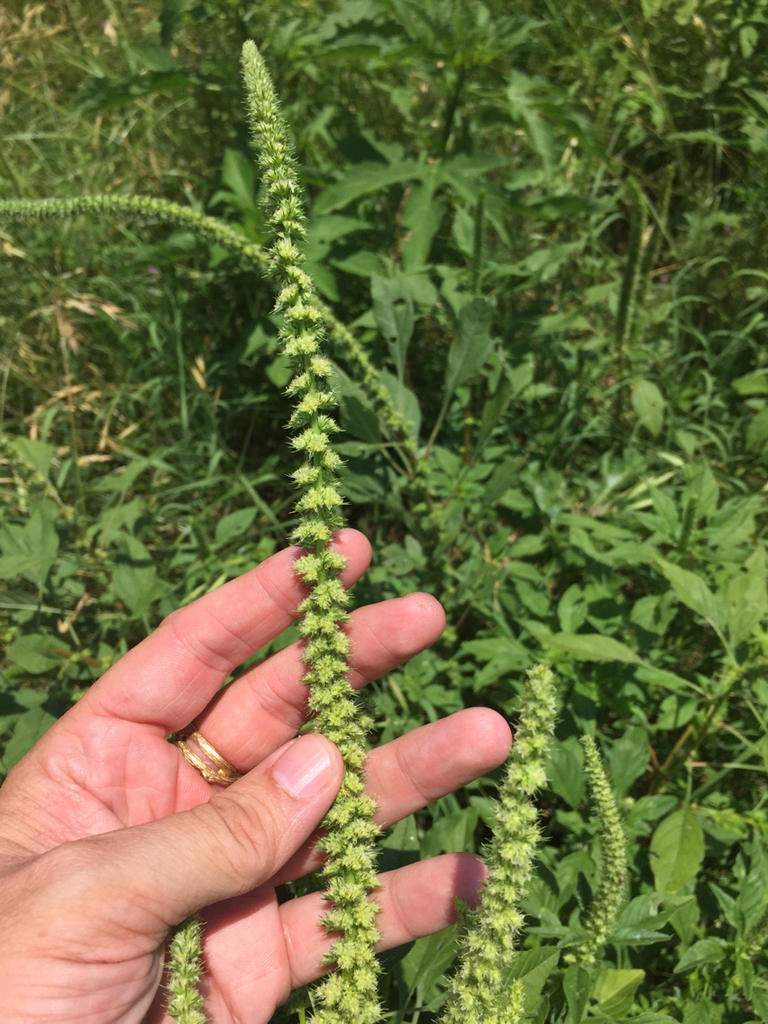 Palmer's amaranth (Plants of Dallas/Fort Worth) · iNaturalist