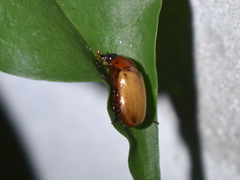 Cyclocephala melanocephala
