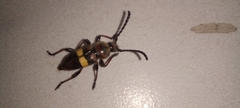 Lissonotus flavocinctus