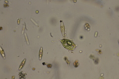 Phacus caudatus