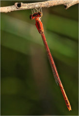 Agriocnemis dobsoni