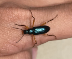 Strongylium erythrocephalum