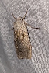 Lithophane antennata