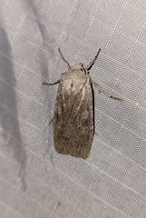 Lithophane antennata