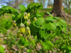 Thalictrum dioicum