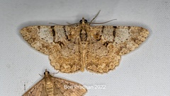 Psilalcis pallidaria