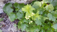 Galium oreganum
