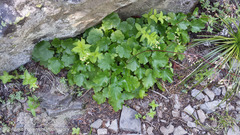 Galium oreganum