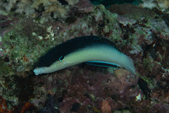 Anampses neoguinaicus