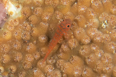 Trimma annosum