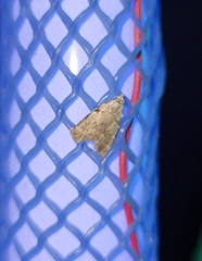 Nola triquetrana