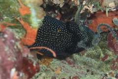 Calloplesiops altivelis