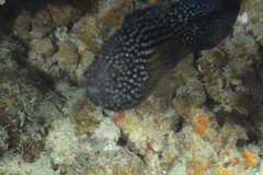 Calloplesiops altivelis