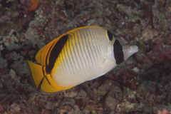 Chaetodon oxycephalus